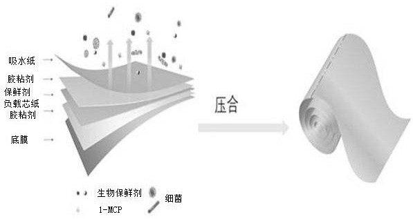 一种应用于果蔬保鲜的绿色缓释型保鲜纸的制备方法