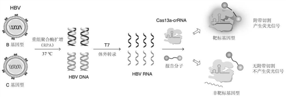 一种基于CRISPR/Cas13a系统的乙型肝炎病毒基因分型检测方法