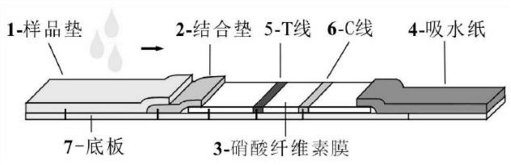 一种基于量子点微球免疫层析试纸条的新冠病毒检测方法