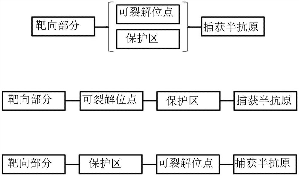 用于稀有种类亲和定向富集的组合物和方法