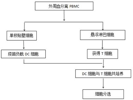 一种基于肿瘤新生抗原的T细胞分选制备技术及其应用