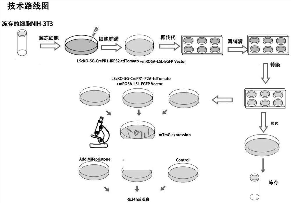 CrePR1-P2A与CrePR1-IERS2质粒构建效率的比较方法