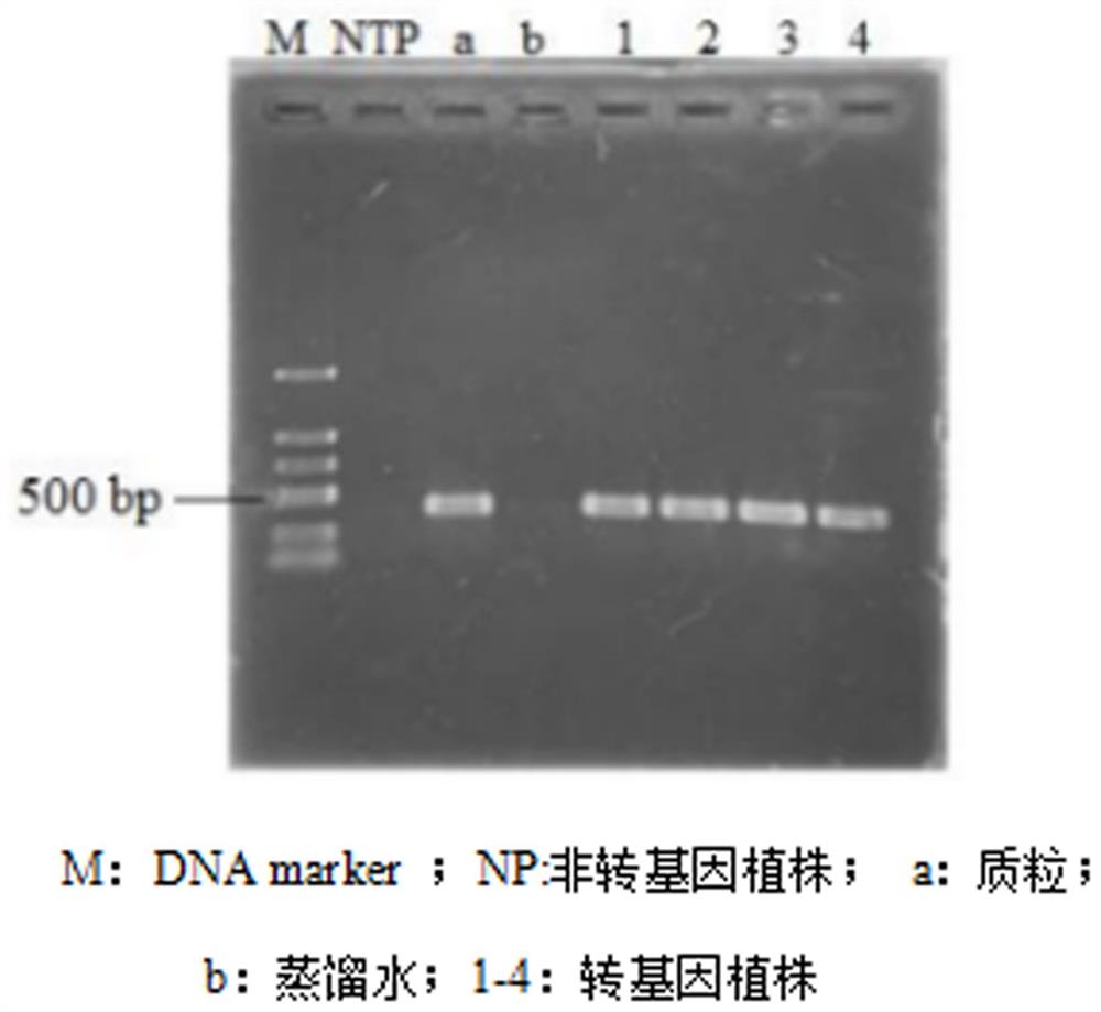 一种高效紫萍遗传转化技术