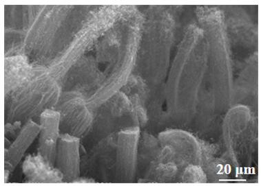 一种氧化掺氮碳纳米管阵列簇/柔性碳纤维材料一体化电极的制备方法及应用