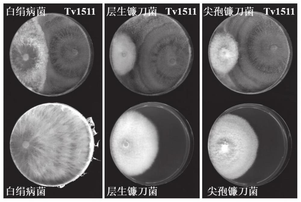 一株耐盐碱的绿色木霉及其生物有机肥和应用