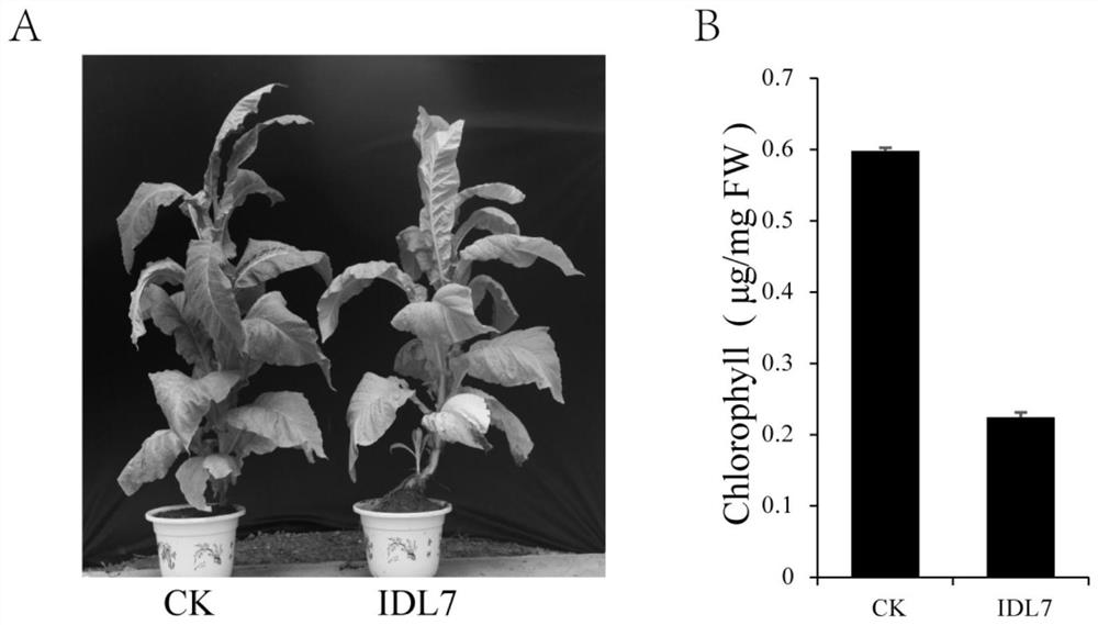 IDL7成熟多肽植物衰老促进剂、其制备方法和应用