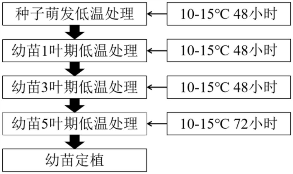 一种分段式低温驯化提高辣椒幼苗耐寒性的方法