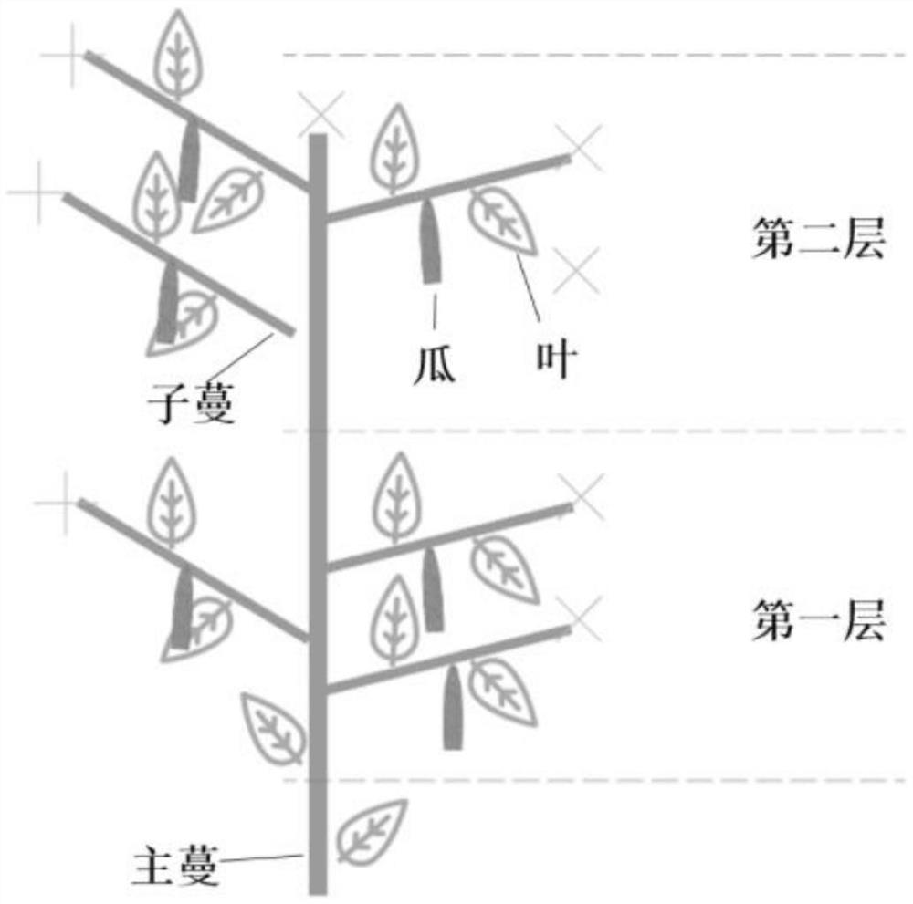 一种酥瓜单蔓-双层-六瓜轻整枝栽培方法