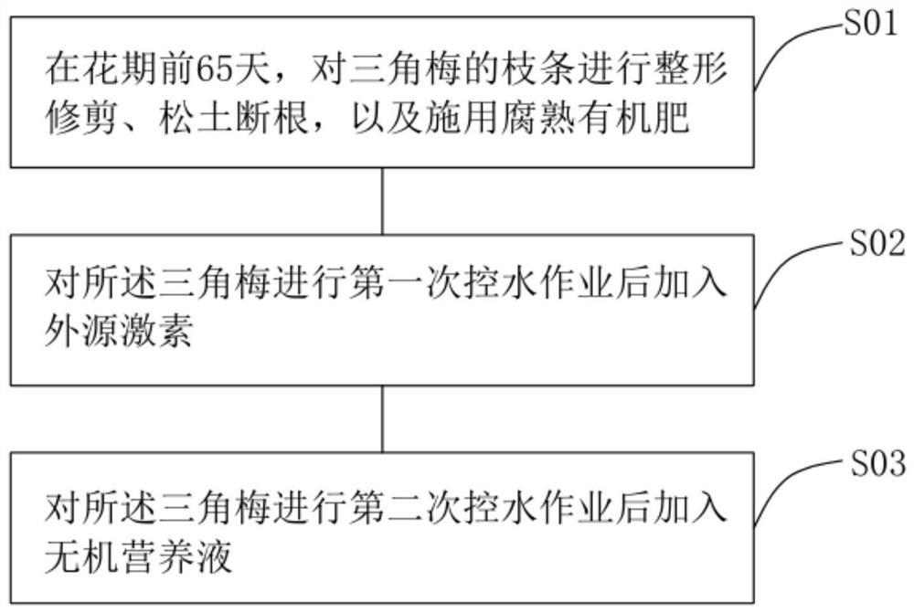 一种桥体绿化用三角梅的花期调控方法