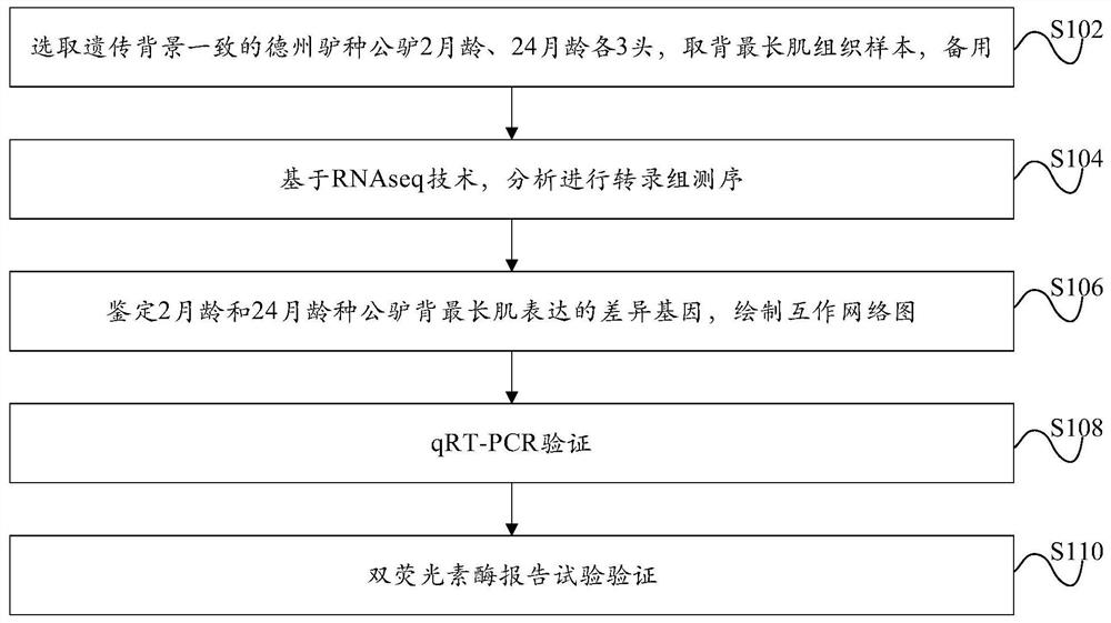 基于RNAseq技术的驴肌肉发育相关基因挖掘调控方法