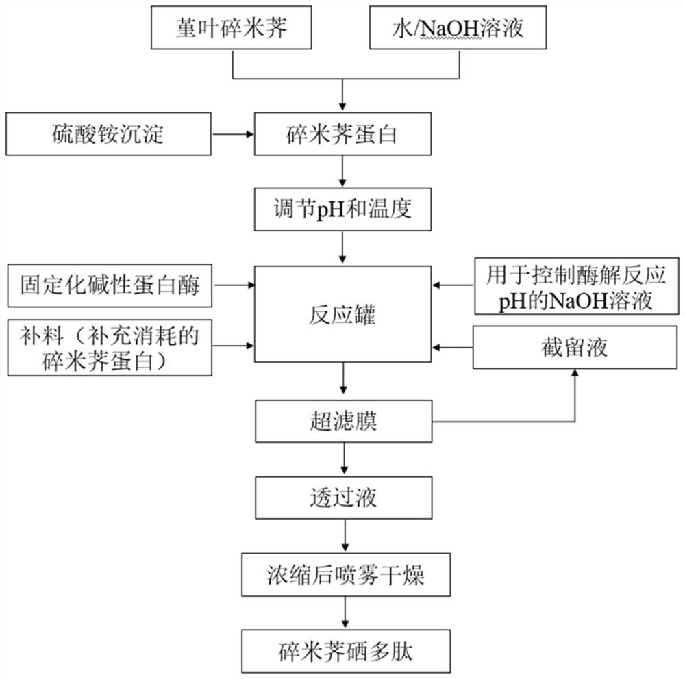 一种连续酶解制备碎米荠硒多肽的方法和碎米荠硒多肽