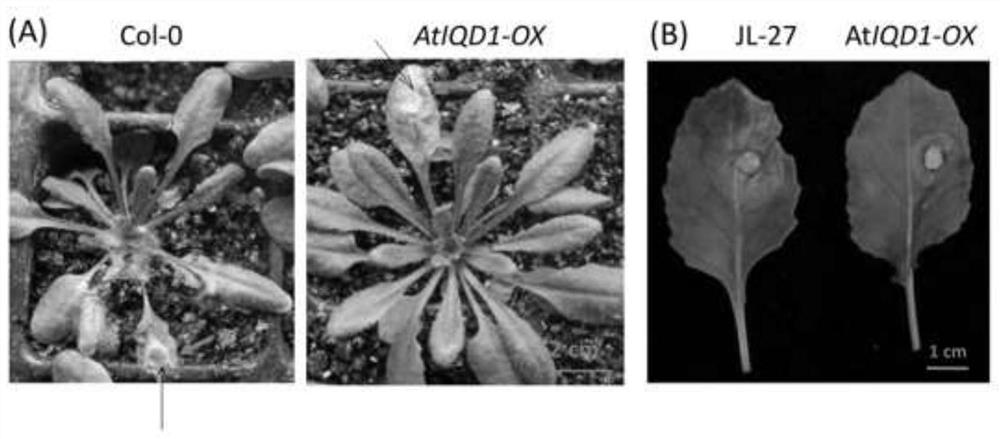 植物抗病基因AtIQD1的应用