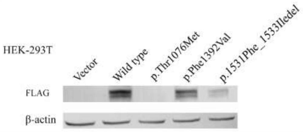与非综合征型唇腭裂相关的突变的N4BP2基因及其应用