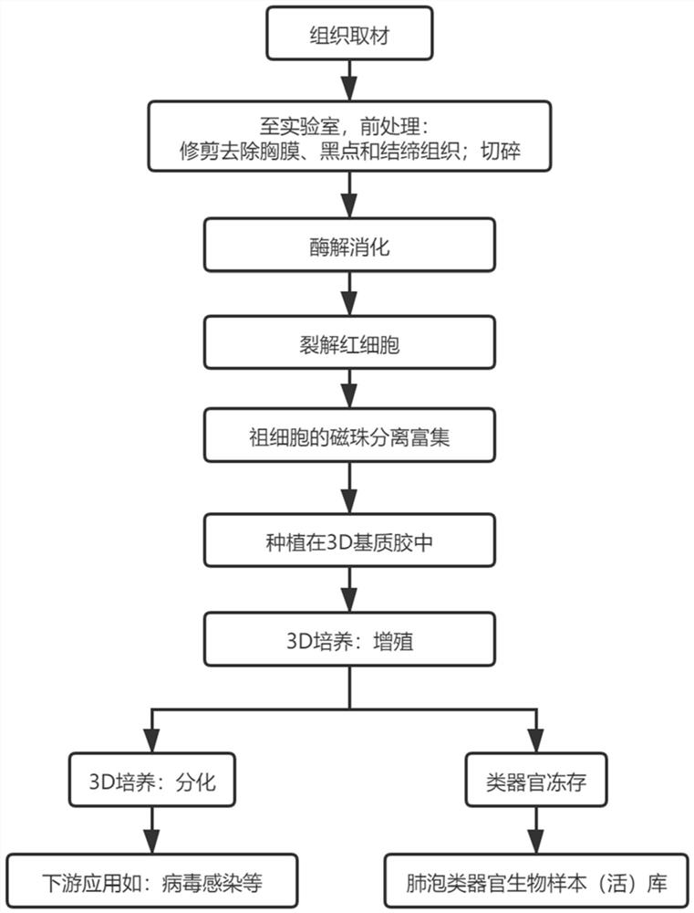 一种肺泡类器官增殖和分化用的培养基及方法