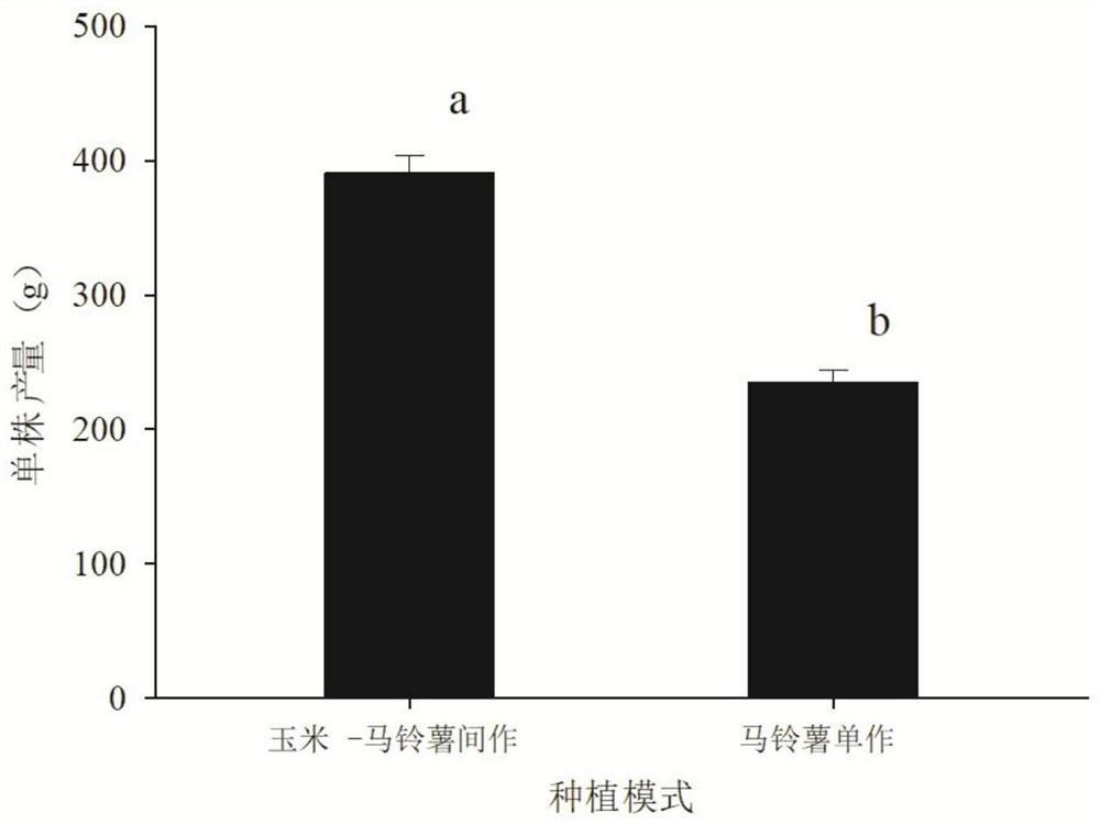 玉米-马铃薯间作在生态调控防治马铃薯甲虫中的应用