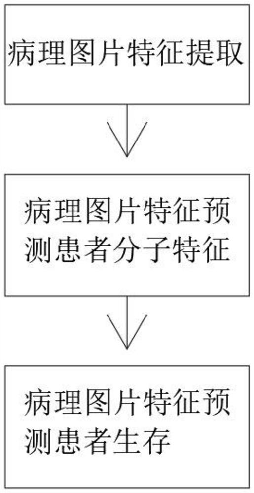 一种基于病理图片的肾透明细胞癌分子特征预测以及预后判断技术