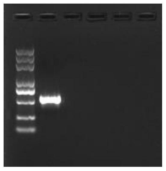 鉴别宽体金线蛭的PCR检测试剂盒
