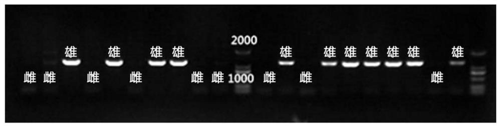 三角帆蚌性别的鉴定方法