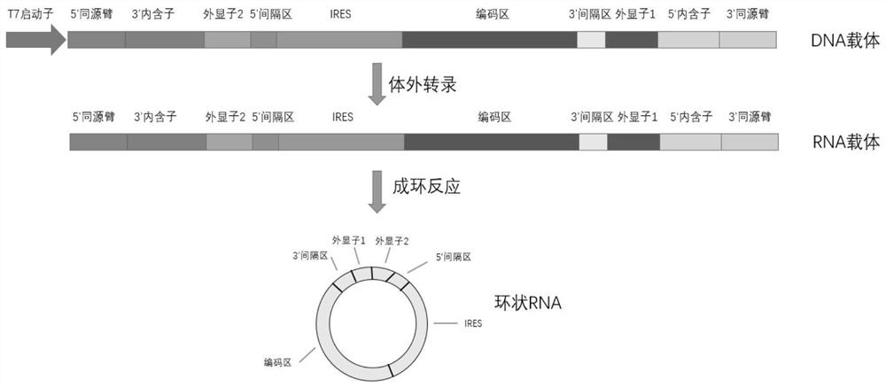 一种转录环状RNA的重组核酸分子及其在蛋白表达中的应用