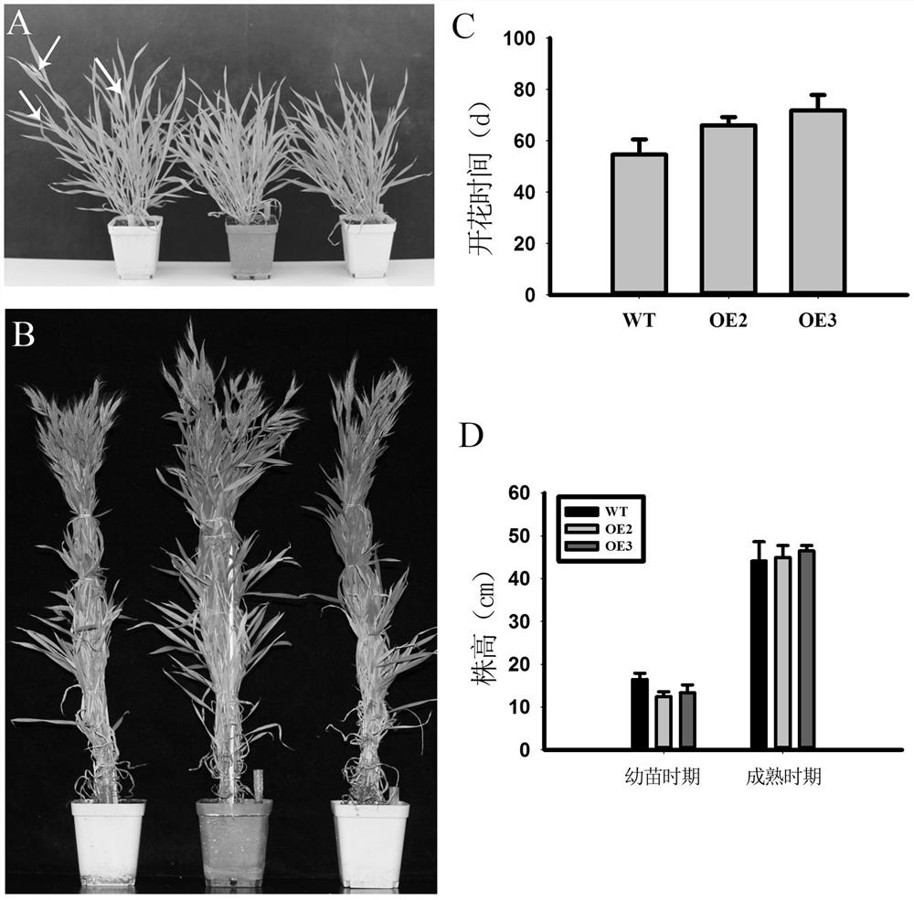 玉米基因ZmSCL14在调控植物开花期中的应用