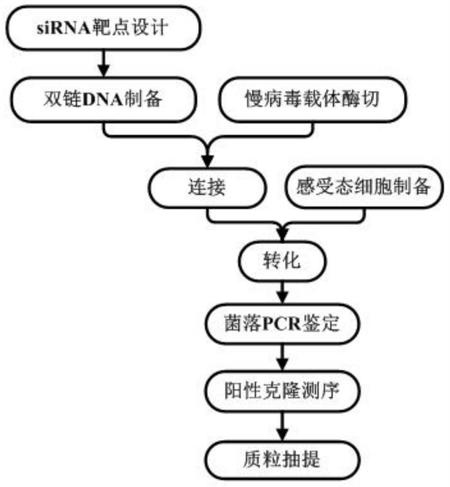 一种人AP-2α基因的shRNA干扰序列及其制备与应用