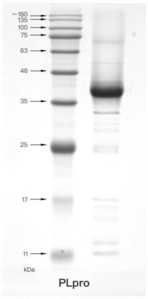 一种新型冠状病毒SARS-CoV-2木瓜样蛋白酶表达和纯化方法