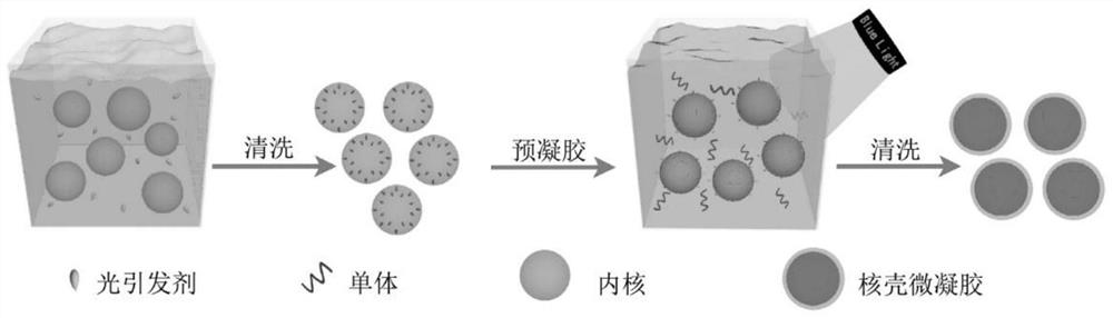 核壳微凝胶及其制备方法和应用