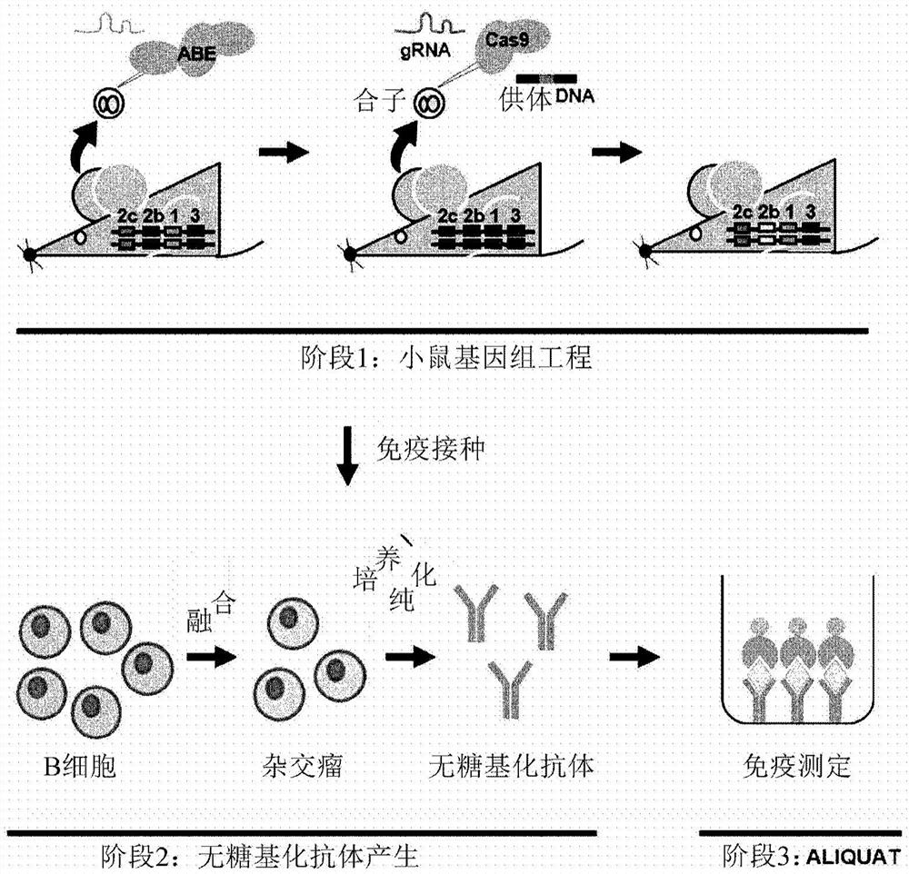 用于无糖基化抗体产生的转基因小鼠和由此产生的无糖基化抗体的用途