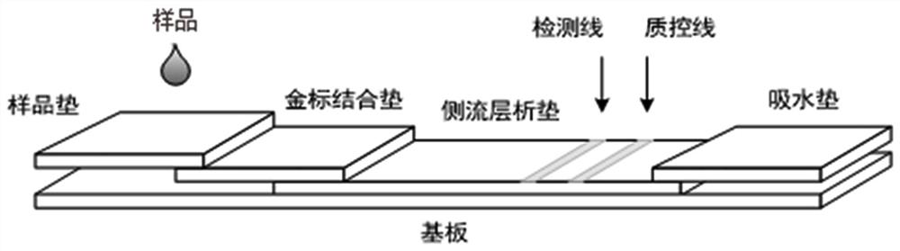 一种基于RPA-LFD法检测丙肝病毒的RPA引物及其应用