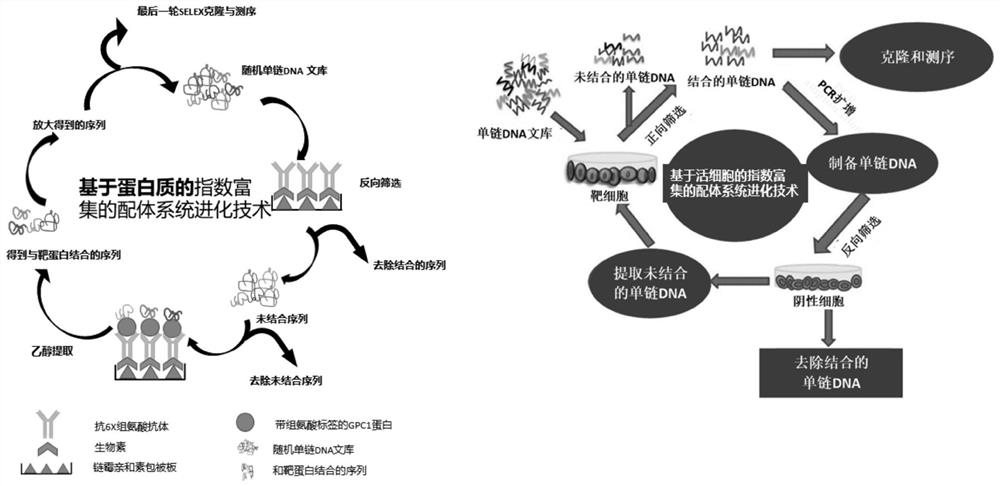 一种GPC1 DNA适配体及其应用