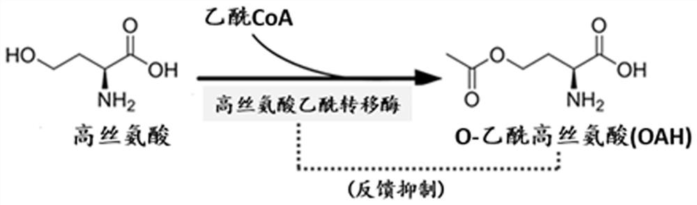 高丝氨酸乙酰转移酶突变体及其在生产O-乙酰高丝氨酸中的应用