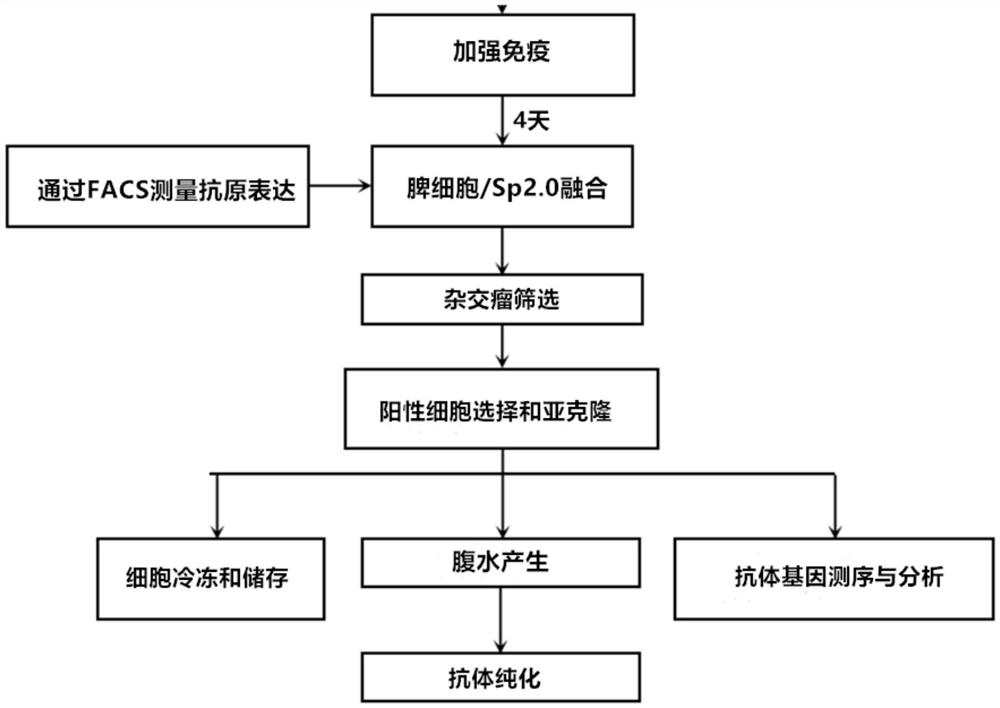 抗CD3e抗体及其用途