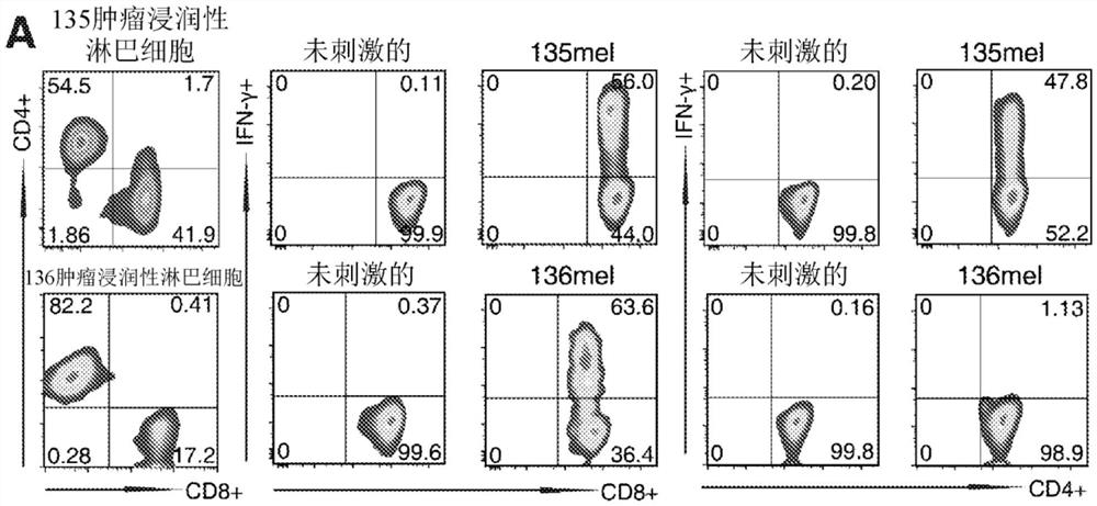 癌症新抗原和其在癌症疫苗和基于TCR的癌症免疫疗法中的效用