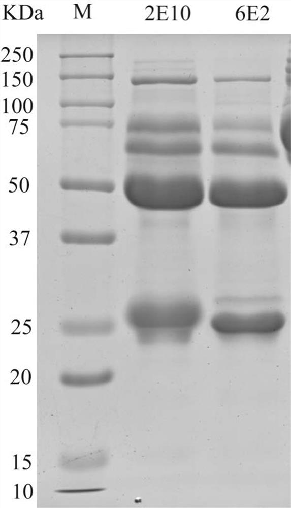 特异性结合SARS-CoV-2 Spike RBD 的单克隆抗体及其应用