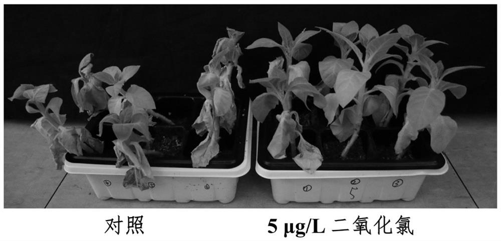 一种提高烟草抗旱性的方法