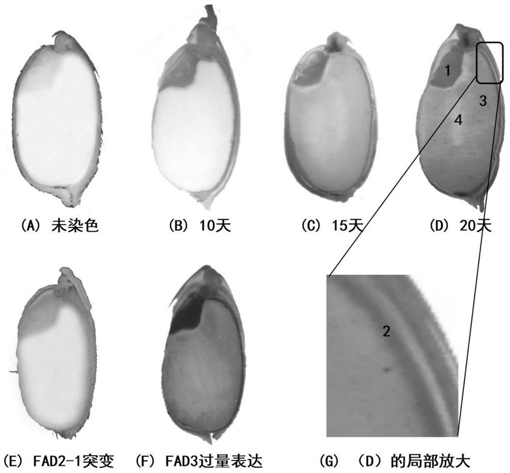 一种原位检测种子中脂肪酸不饱和度的方法