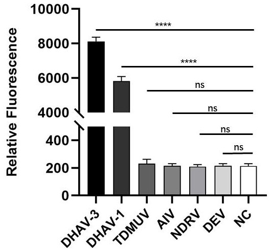 基于RT-RPA和CRISPR/Cas的DHAV-1和DHAV-3检测体系及应用