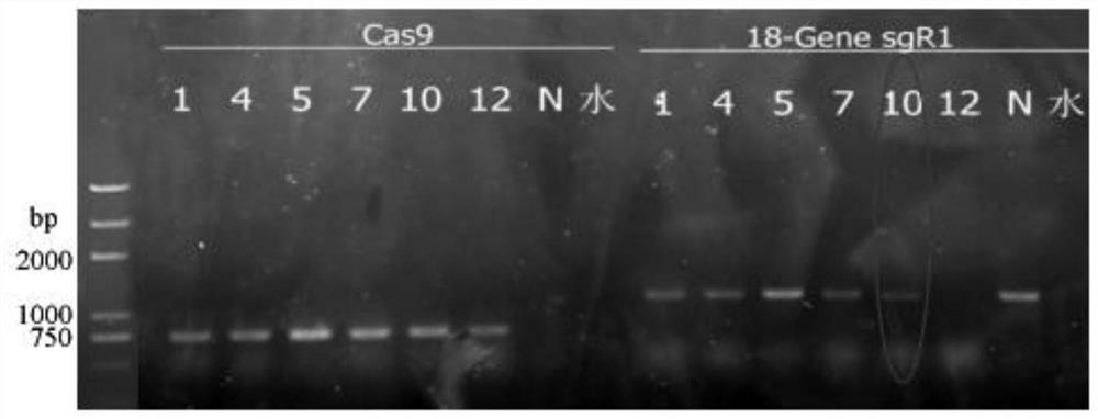 一种适用于露湿漆斑菌A553的CRISPR/Cas9载体及其构建方法和应用