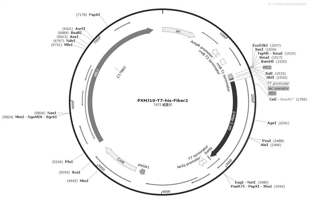 构建促融质粒优化禽腺病毒Fiber-2蛋白表达及纯化的方法