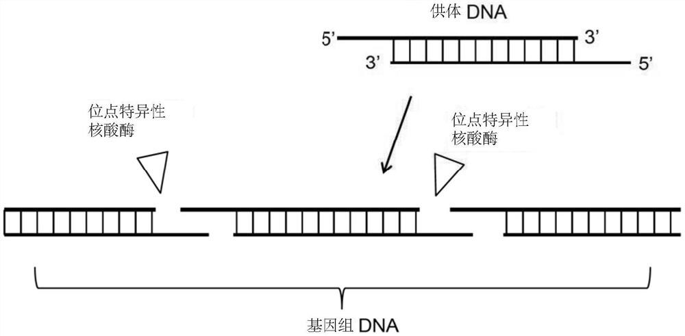 基因组编辑的方法和组合物