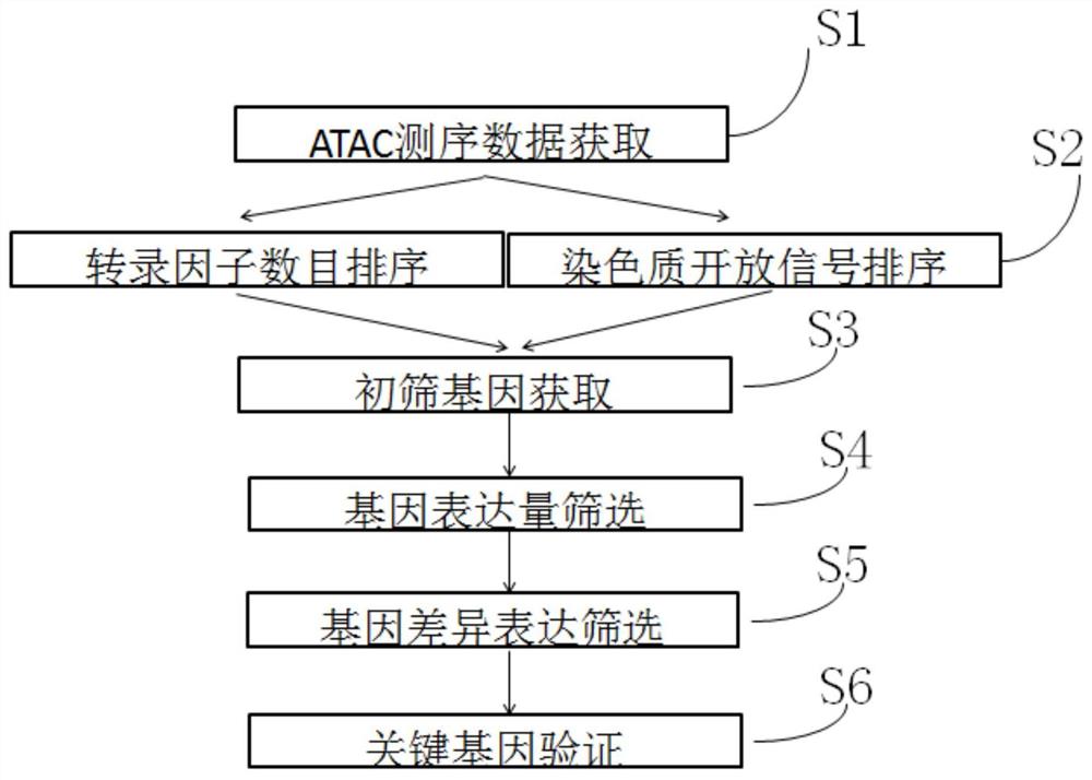 基于ATAC测序数据筛选子宫内膜癌关键基因的方法及应用