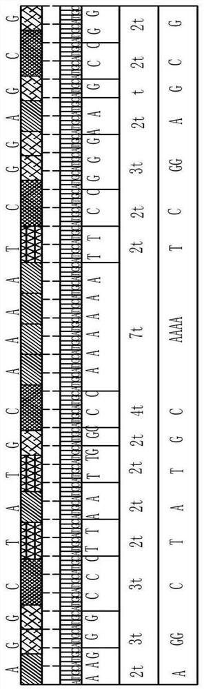 一种单分子荧光基因测序方法