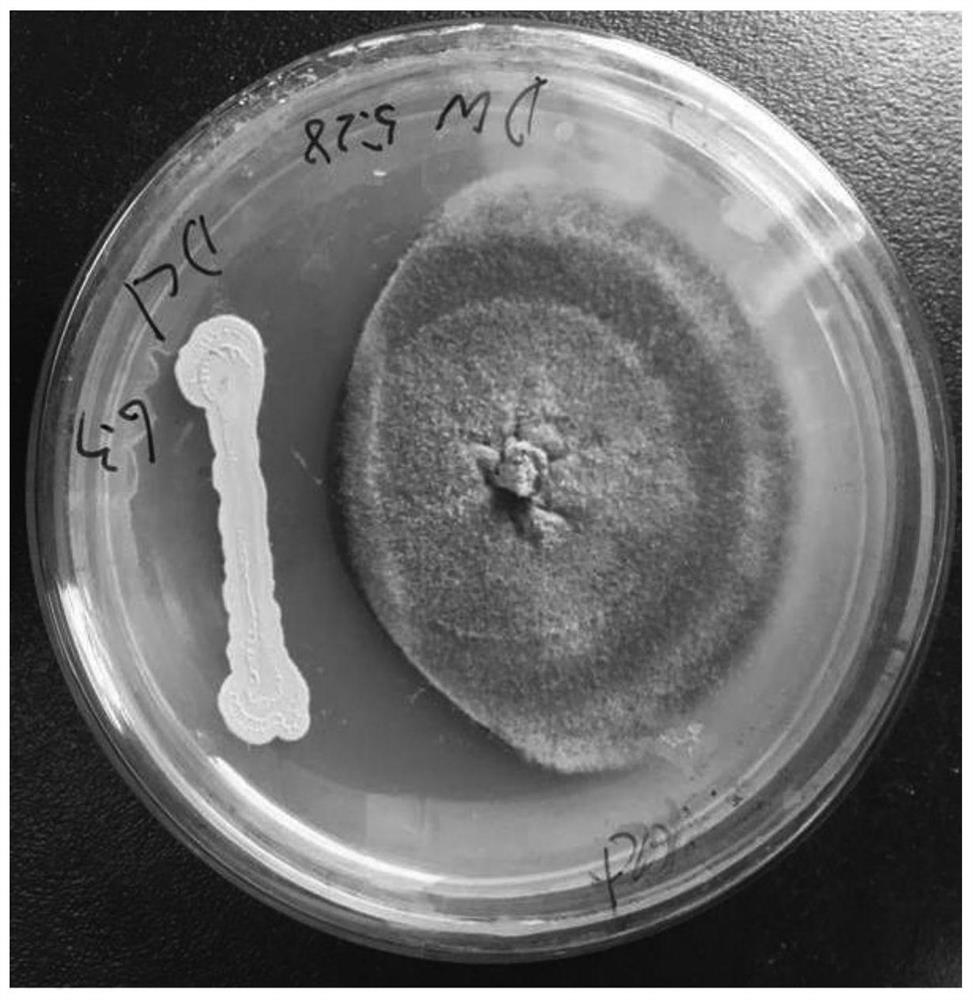 一种蜡样芽孢杆菌Bacillus cereus Scu1菌株及其应用