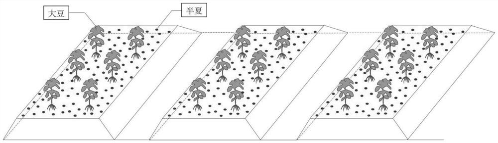 一种半夏与大豆间作的生态栽培方法