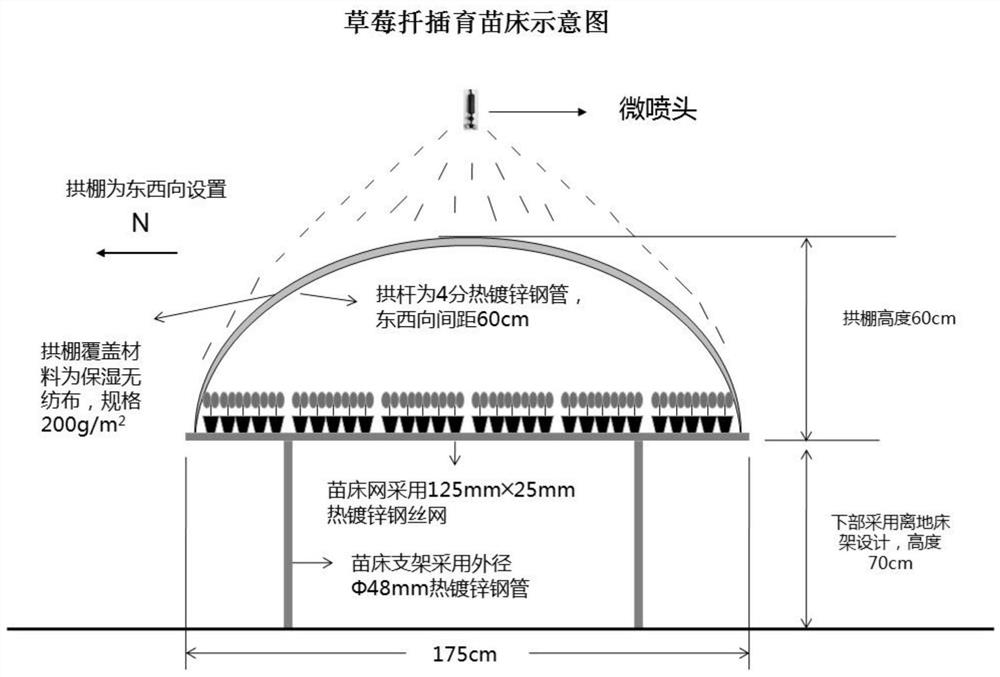 一种草莓提早断蔓扦插穴盘育苗方法