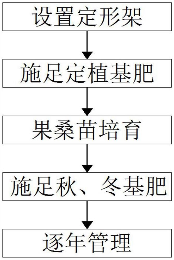 一种果桑Y型整枝修剪技术