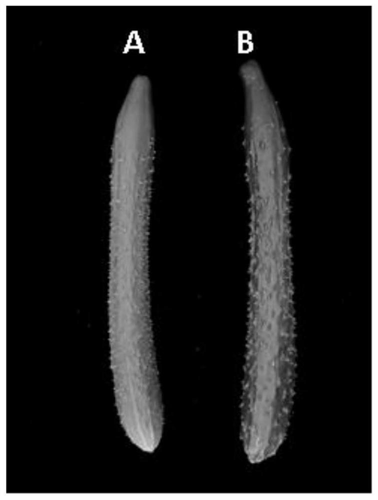 一种与黄瓜果皮光泽调控基因连锁的分子标记及应用