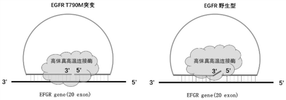 一种快速检测EGFR基因耐药突变的试剂盒