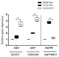 一种干酪乳杆菌JYLC-374及其在改善男性前列腺产品中的应用