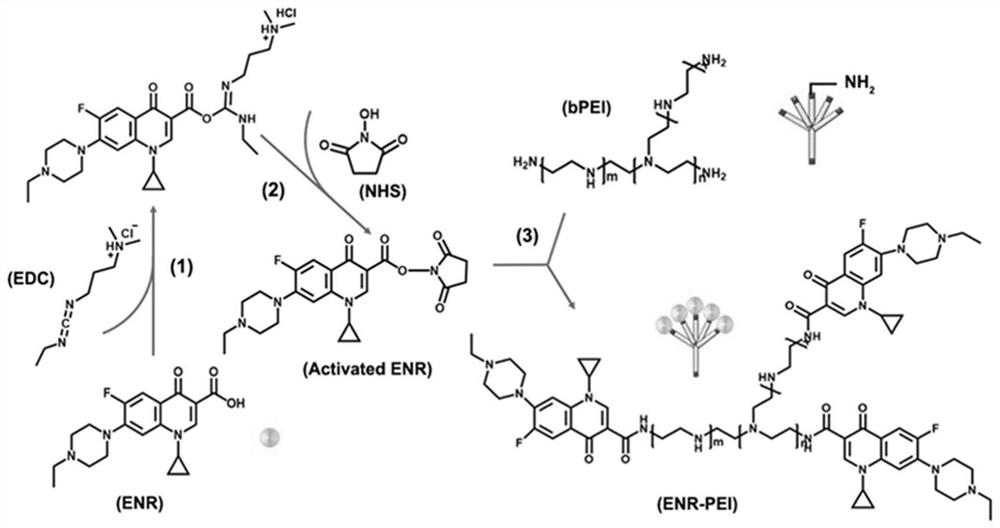 一种支化聚乙烯亚胺-恩诺沙星的合成方法及其应用
